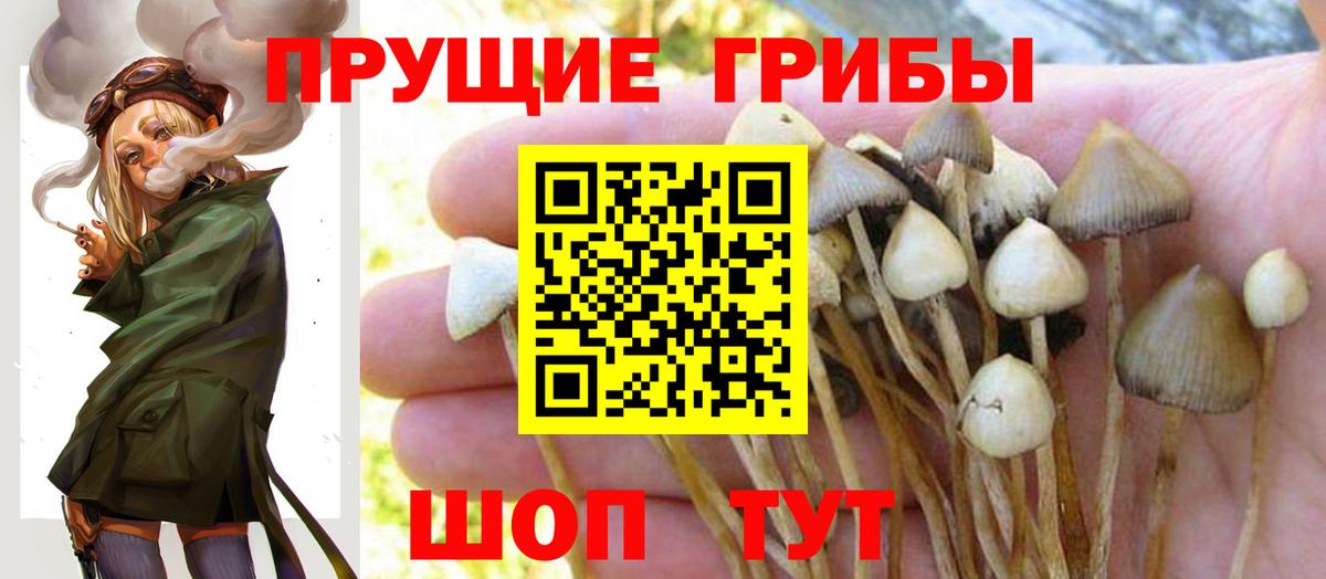 Псилоцибиновые грибы Psilocybe Скопин